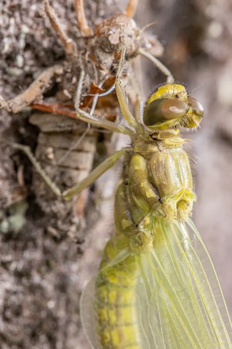 Grosser Blaupfeil (Orthetrum cancellatum) [2]